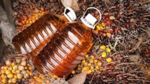 Imbas Turunnya CPO, Harga TBS Sawit Riau Periode 25 Februari–3 Maret 2026 Terkoreksi