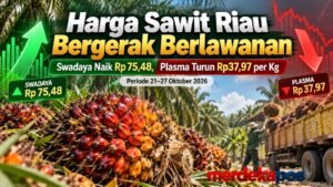 Harga Sawit Riau Bergerak Berlawanan, Swadaya Naik Plasma Justru Turun